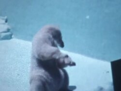 Polar Bear Stock Footage