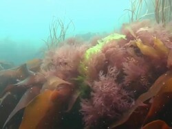 Seaweed and Kelp Stock Footage