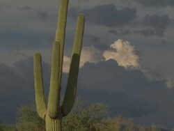 Zoom out from Saguro cactus (Carnegiea gigantea), and scrub at dusk. Sonoran Desert, Arizona, USA. Stock Footage