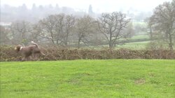 Dog Walker in the Park News Clip