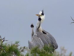 MS SLO MO Grey Heron Immatures on Nest (South of France) / Saintes Marie de la Mer, Camargue, France Stock Footage