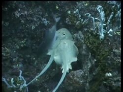 Blue spotted stingrays (Neotrygon kuhlii) mating, Sipadan, Malaysia, Borneo Stock Footage