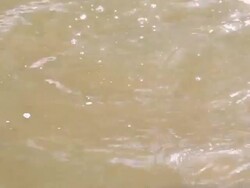 Crocodile Stock Footage