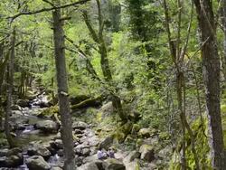 WS View of Picnic at Solenzara Mountain river in forest / Col de Bavella, Corsica, France Stock Footage