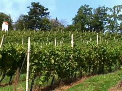 HD: Vineyard Stock Footage