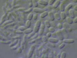 Bacteria Stock Footage
