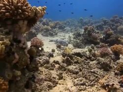 Coral And Fish Stock Footage