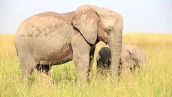 Elephants in Safari at Wild Stock Footage