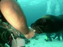 CU Scuba diver feeding Galapagos Sea Lion / Curacao Sea Aquarium, Curacao, Netherlands Antilles Stock Footage