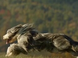 HD Super Slow-Mo: Purebred Dog Running Through Grass Stock Footage