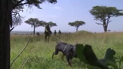 VOICED : In Kenya anti poaching dogs are wildlife's best friends News Clip