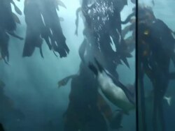 MS TS TD Penguin swimming in tank in aquarium / Western Cape, South Africa Stock Footage