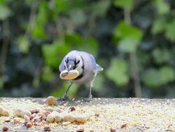 WS View of blue jay selecting whole peanut, second blue jay collecting peanut pieces, third blue jay taking peanut, second blue jay returning for more pieces / Valparaiso, Indiana, United States Stock Footage