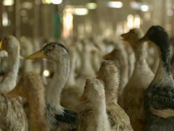 MS SLO MO Shot of Ducks running in barn / ElGouna, RED Sea, Egypt Stock Footage