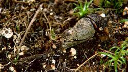 A Japanese Luehdorfia emerges from a chrysalis Stock Footage