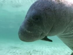 MS View of Single manatee drifting  AUDIO / Crystal River, Florida, United States Stock Footage