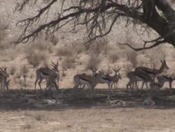 MS Springbok standing in shade / Kalahari, Northern Cape, South Africa  Stock Footage