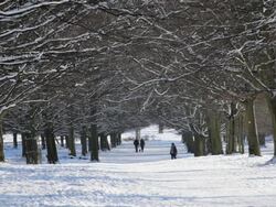 WS Shot of people walking on snow cover road under trees / London, United Kingdom Stock Footage