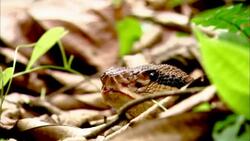 A snake slithers through dead leaves and undergrowth, tasting the air with its tongue. Stock Footage