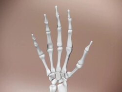 CGI rendering of the bones in a human hand. Tendons and skin get added and the hand moves Stock Footage