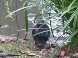 Green duck Stock Footage