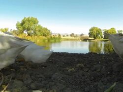 White Geese eating Stock Footage
