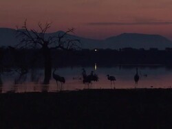 European Cranes (Grus grus) landing at lake, North East Extremadura in Dehesa. Stock Footage