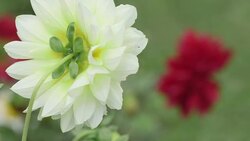 follow focus: white and red rose flower Stock Footage