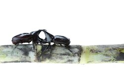 Rhinoceros beetle Stock Footage