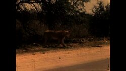 Lion Prowls in Kruger National Park Stock Footage