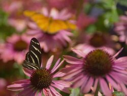 CU SLO MO Shot of Zebra Longwing flying away from pink daisy / Santa Barbara, California, United States Stock Footage