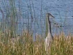 Great Blue Heron Scares Coots Stock Footage