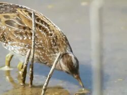 CU Shot of spotted crake (Porzana porzana) feeding on insects in shallow water / Maagan Michael, Carmel Coast, Israel Stock Footage