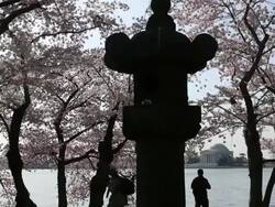 DC's Cherry Blossoms Come To Late Bloom Stock Footage