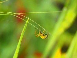 Spider Stock Footage