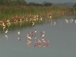 Wetlands Sunrise Stock Footage