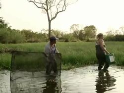 MS Two fishers in lake for fishing / Mato Grosso do Sul, Brazil Stock Footage