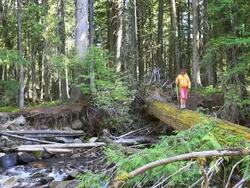 Little Girl walking across log bridge in forest Stock Footage