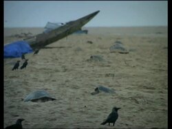 Olive Ridley Sea Turtles (Lepidochelys olivacea) laying eggs surrounded by crows, India Stock Footage