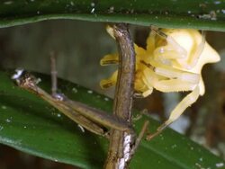 Flower-mimicking crab spider Epicadus heterogaster (family Thomisidae) Stock Footage