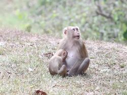 Monkeys Stock Footage