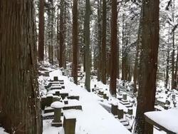 Beautiful Winter forest Stock Footage