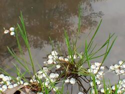 Puddle 009 1080p24 Seamless Loop Stock Footage