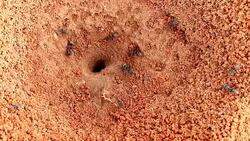 Black ants working with Zoom Out Technique Stock Footage