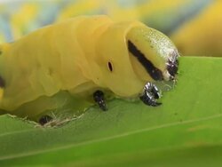 Caterpillar eating green leaf Stock Footage
