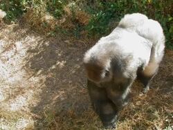 Male gorilla brushing grass Stock Footage