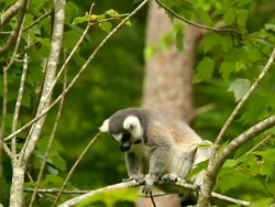 Captive Lemur Stock Footage