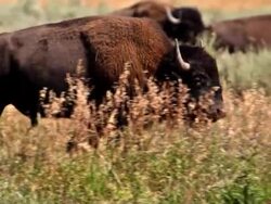 Bison walking-NTSC Stock Footage