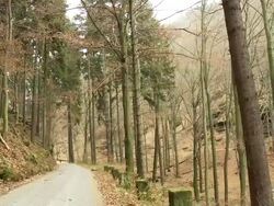 MS TD Shot of autumnal German mix forest / Dresden, Saxony, Germany  Stock Footage