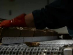 Oyster Stock Footage